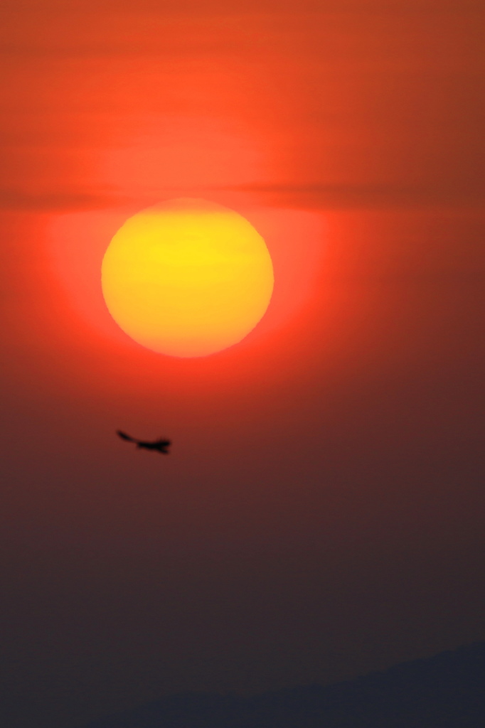 太陽にからす
