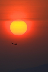 太陽にからす