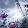 秋桜と鉄塔