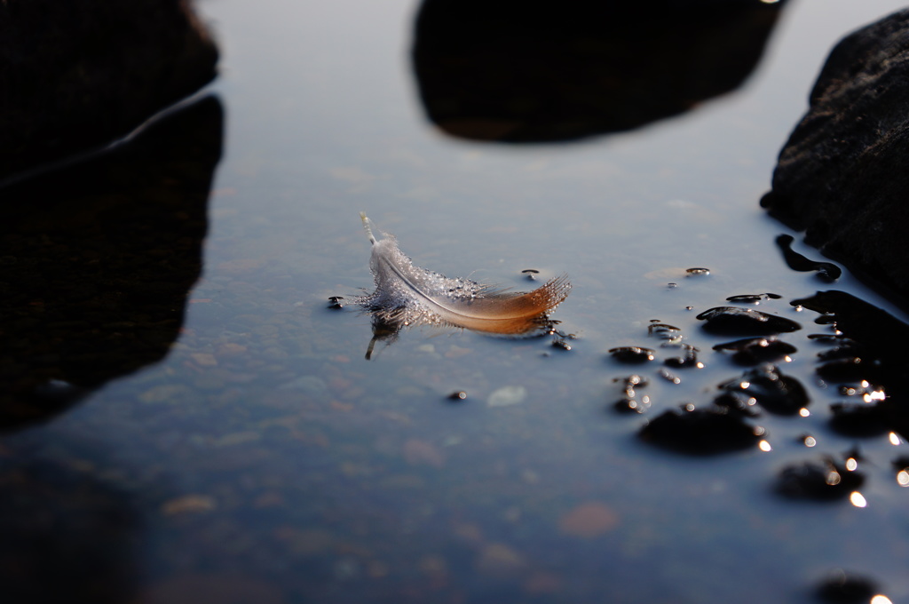 浮かぶ羽根