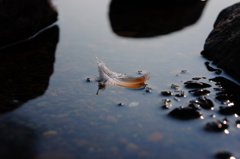 浮かぶ羽根