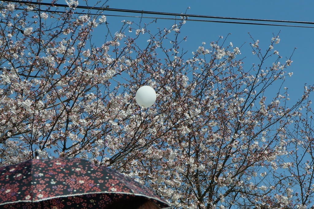 桜と傘と