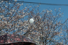 桜と傘と