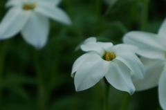 何の花だろう・・・・・・