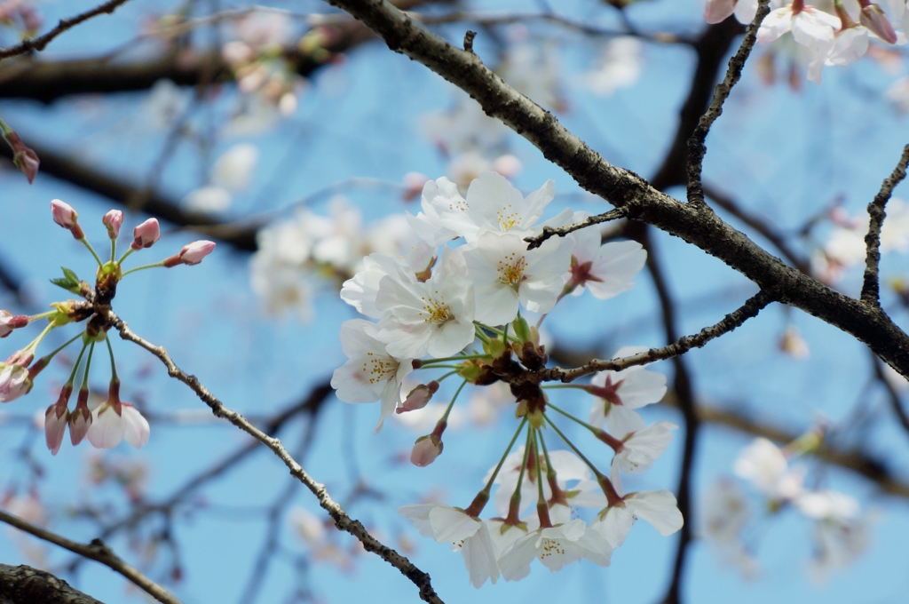 桜～