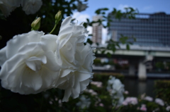 中之島バラ園1