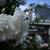 中之島バラ園1