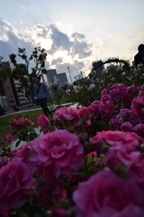 中之島バラ園3