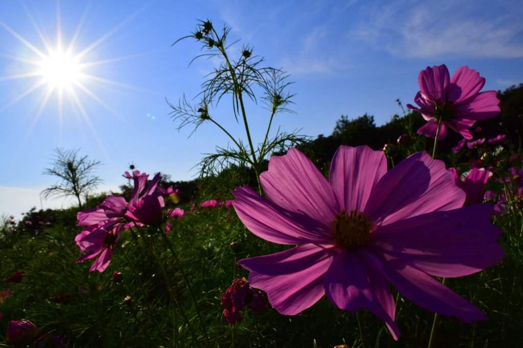 秋桜