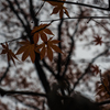 20151114-082806-0-E-M5MarkII