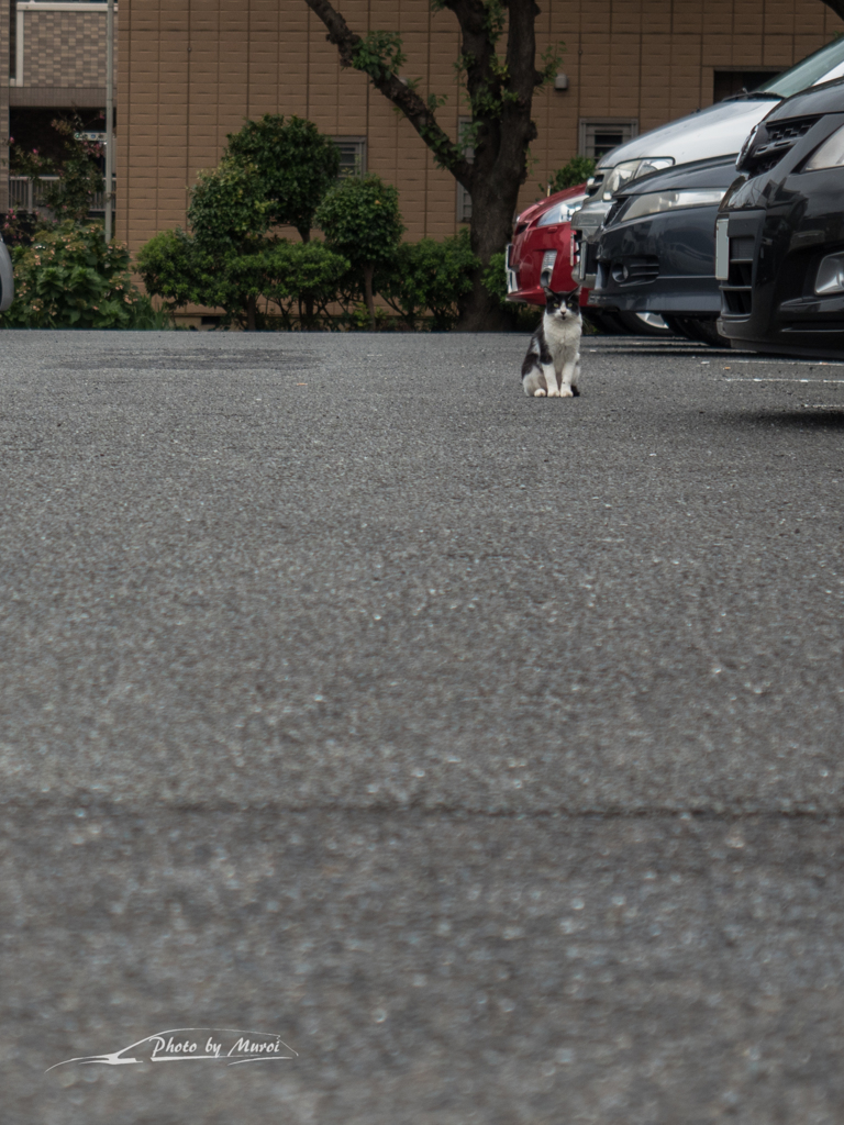 E-M5MarkII-20150927-130407-0