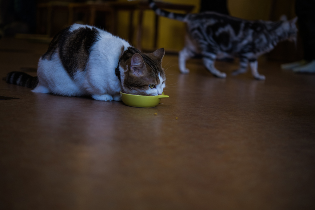 20151219-112701-0-NIKON D810