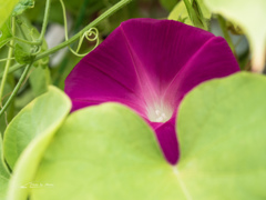 E-M5MarkII-20150827-095312-0
