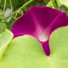 E-M5MarkII-20150827-095312-0