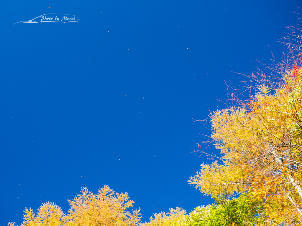E-M5MarkII-20151025-073534-0
