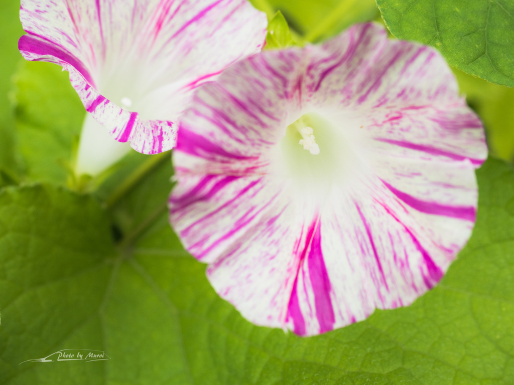 E-M5MarkII-20150827-095231-0