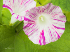 E-M5MarkII-20150827-095231-0