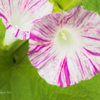 E-M5MarkII-20150827-095231-0