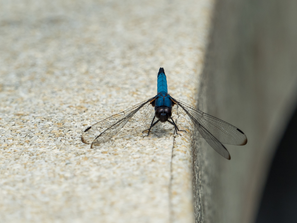 E-M5MarkII-20150814-114909-0