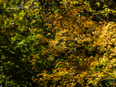 E-M5MarkII-20151025-093452-0