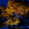 NIKON D810-20151025-172844-0