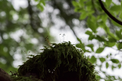 NIKON D810-20150704-074518-0