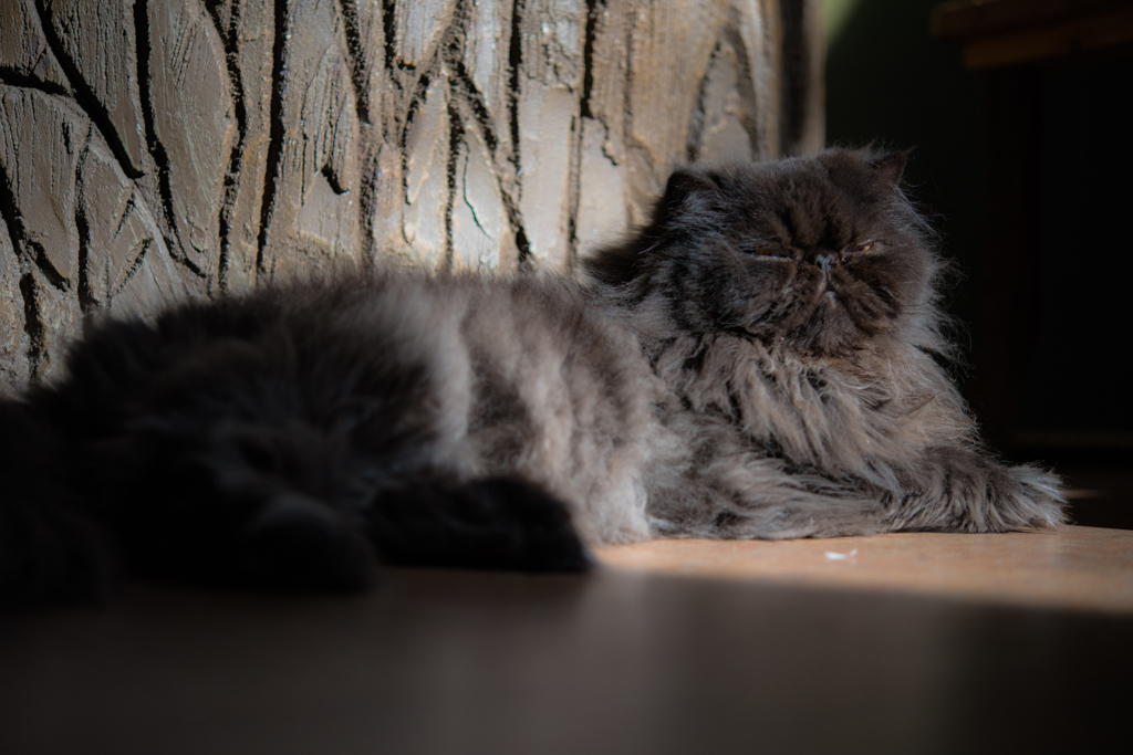 20151219-112356-0-NIKON D810