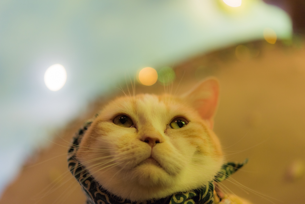 20151219-113410-0-NIKON D810