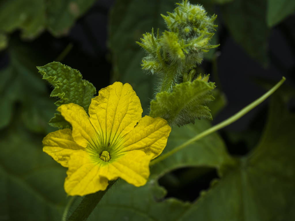 E-M5MarkII-20150625-100248-0