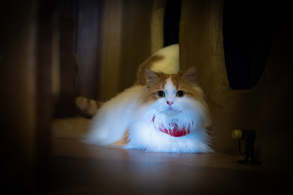 20151219-104413-0-NIKON D810