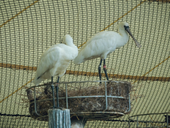 E-M5MarkII-20150814-105620-0