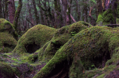 NIKON D810-20150704-070410-0