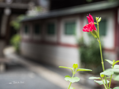 E-M5MarkII-20150827-113107-0