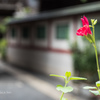E-M5MarkII-20150827-113107-0