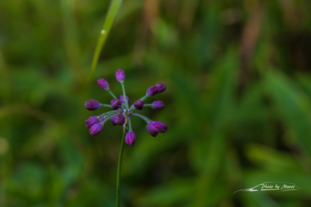 NIKON D810-20150920-071835-0