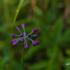 NIKON D810-20150920-071835-0