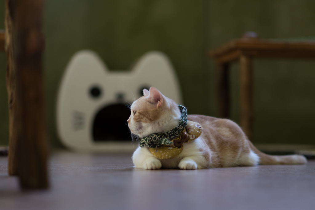 20151219-115438-0-NIKON D810