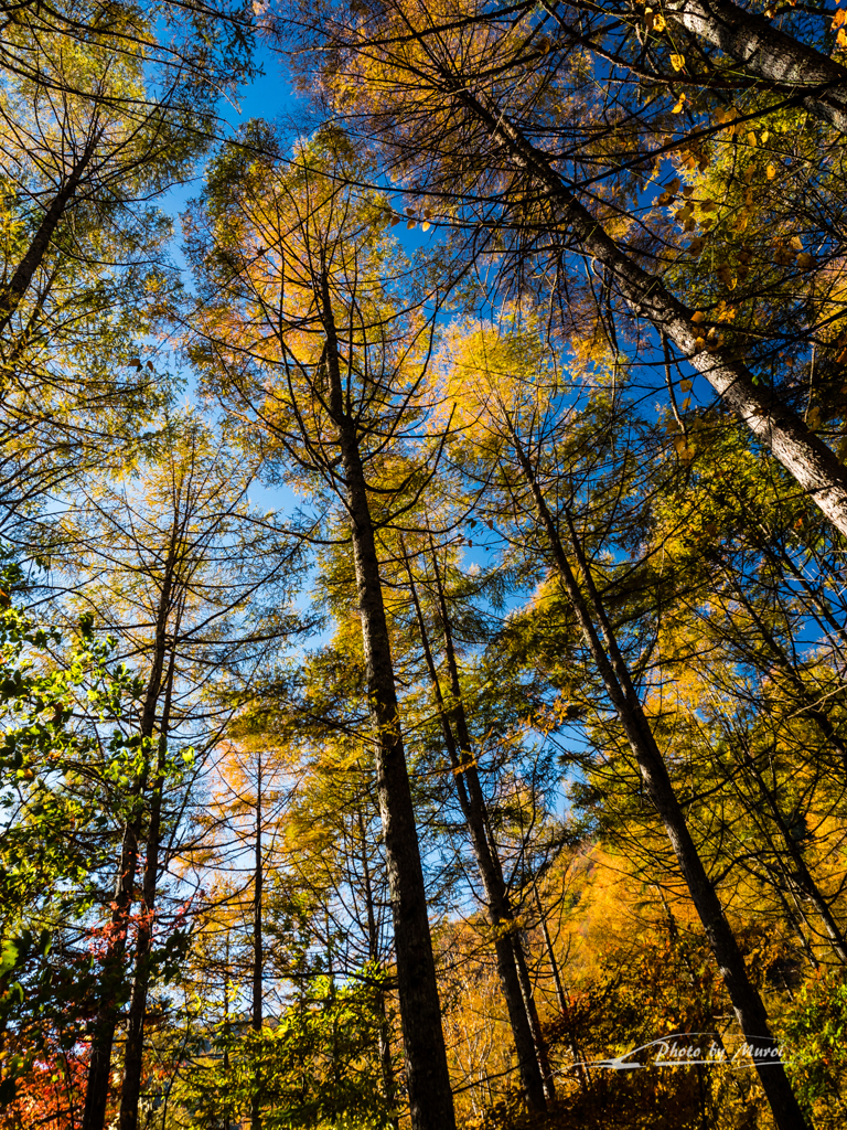 E-M5MarkII-20151025-073710-0