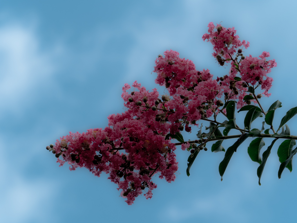 E-M5MarkII-20150814-114142-0
