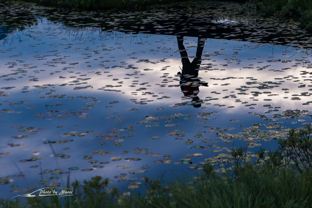 NIKON D810-20150822-073826-0
