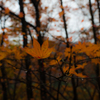 20151114-083022-0-E-M5MarkII