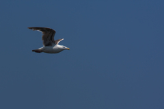 NIKON D7200-20150711-123737-0