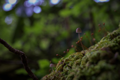 NIKON D810-20150704-074844-0