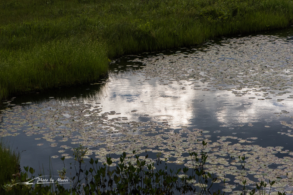 NIKON D810-20150822-064511-0