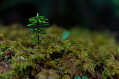 NIKON D810-20150704-074247-0