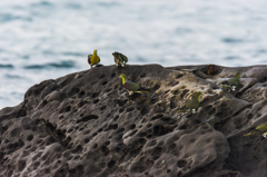 NIKON D7200-20150725-052302-0