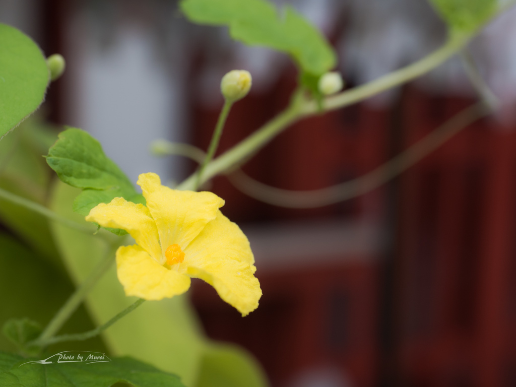 E-M5MarkII-20150827-095051-0