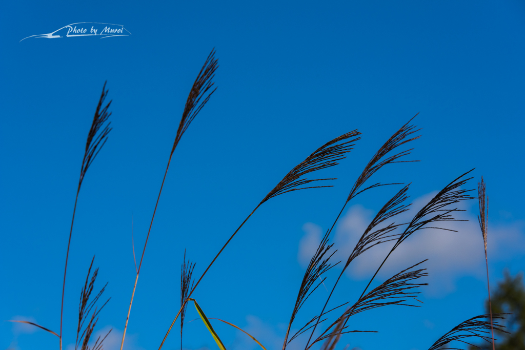 NIKON D810-20150920-073639-0