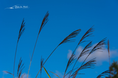 NIKON D810-20150920-073639-0
