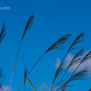 NIKON D810-20150920-073639-0